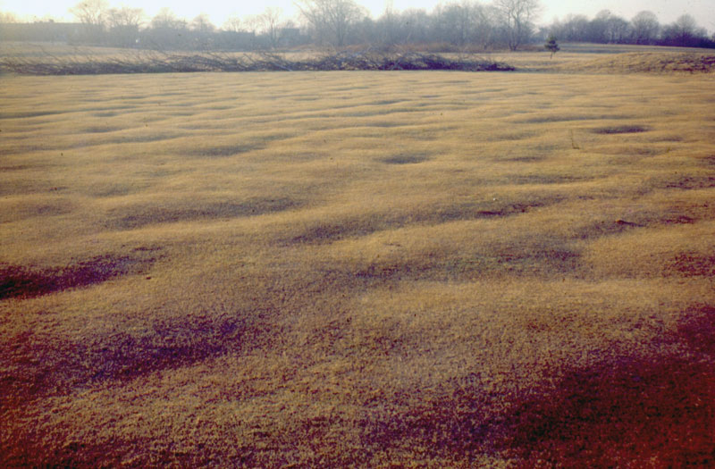 Putting green heaving