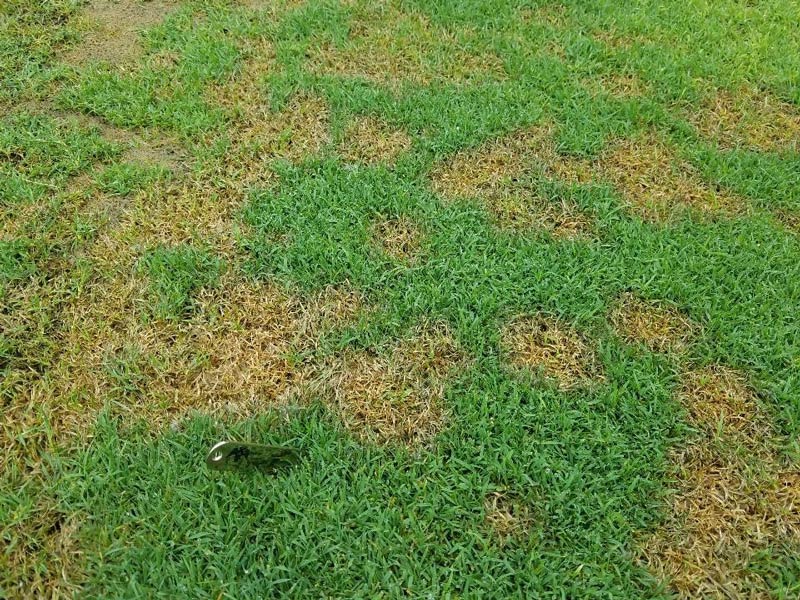 Pythium blight initial symptoms