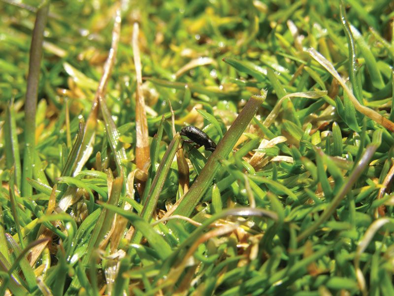 Turf insects: Looking for bugs in all the right places Scout annual bluegrass weevil