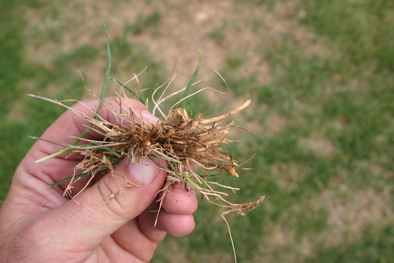 Turf insects: Looking for bugs in all the right places Scout billbugs