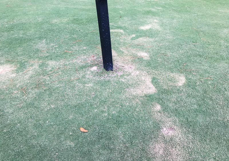 Photo Quiz: Brown circles, tee box damage Tee box discolored turf