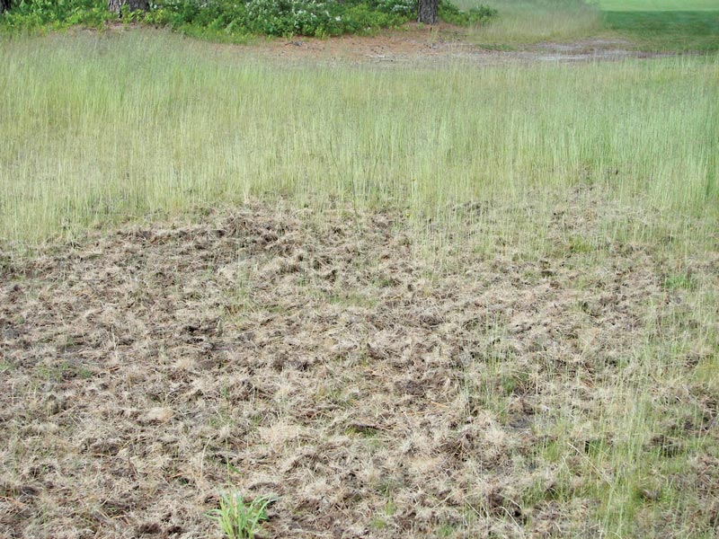Turf insects: Looking for bugs in all the right places Turf grub damage