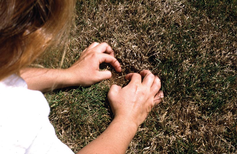 Turf insect monitoring