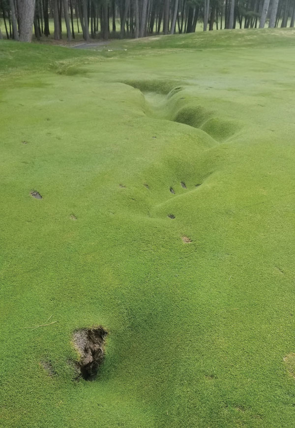 Uneven fairway turf