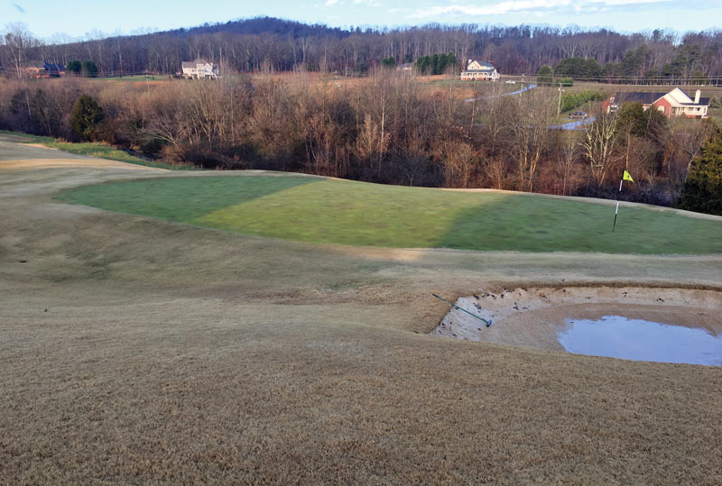 Yellow creeping bentgrass