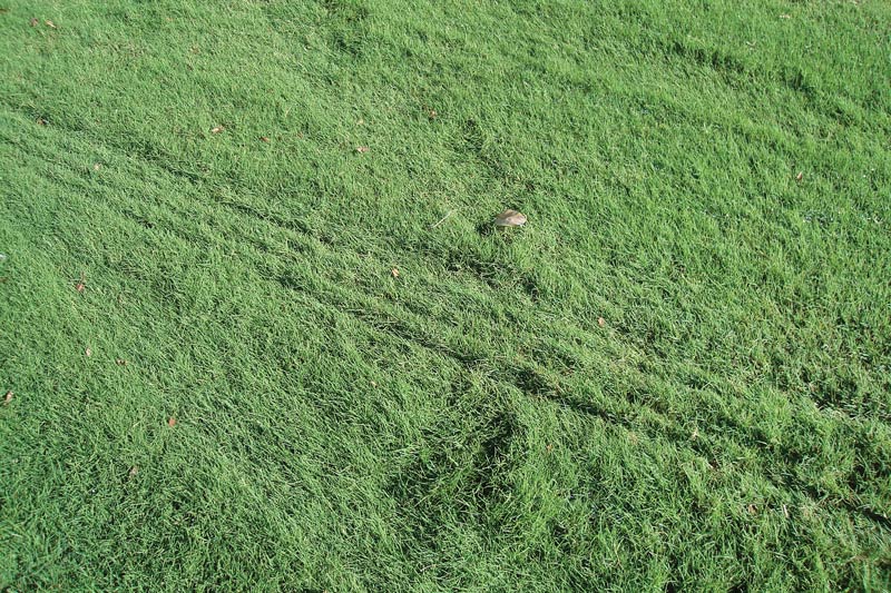 Bermudagrass rough