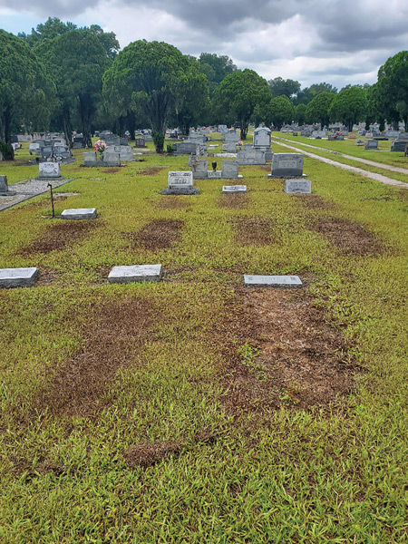 Photo Quiz: Brown patches in bahiagrass, indented lines on green Brown bahiagrass