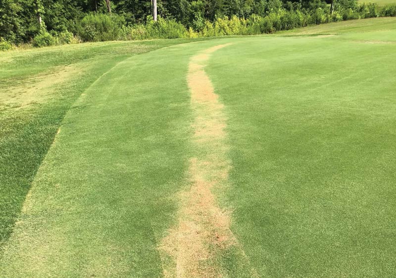 Photo Quiz: Brown trail of turf, peculiar prints Brown line turf