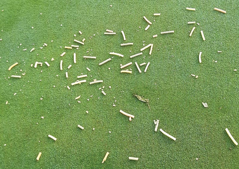Canola oil on turfgrass