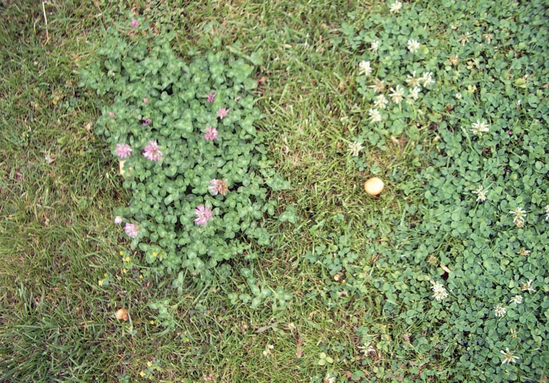 Clover turfgrass