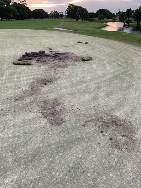 Damaged golf green