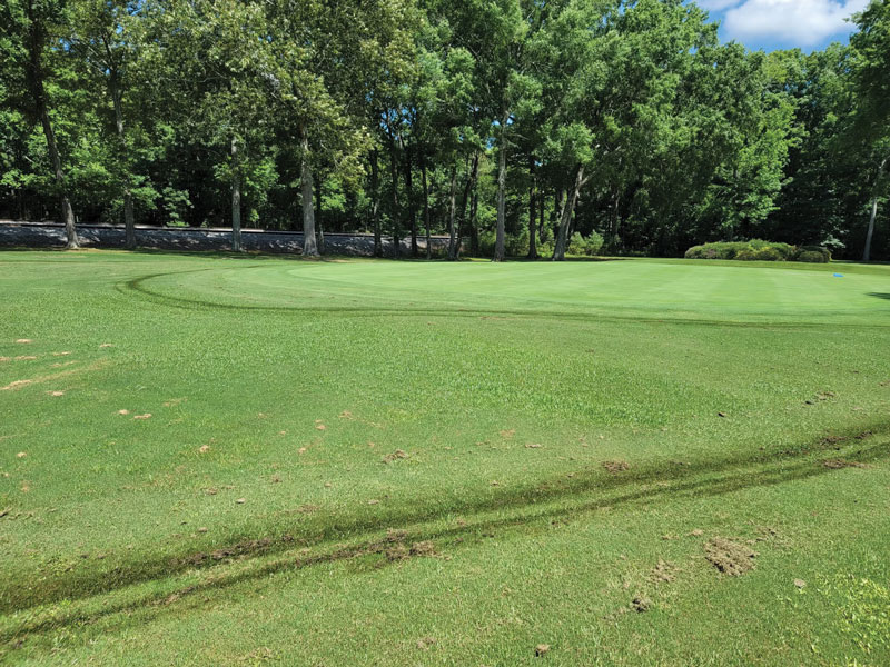 Photo Quiz: Dark lines atop turf, dandelions on green Dark lines turfgrass
