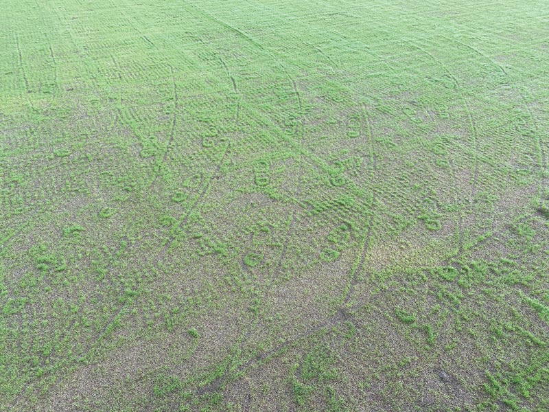 Footprints in grass