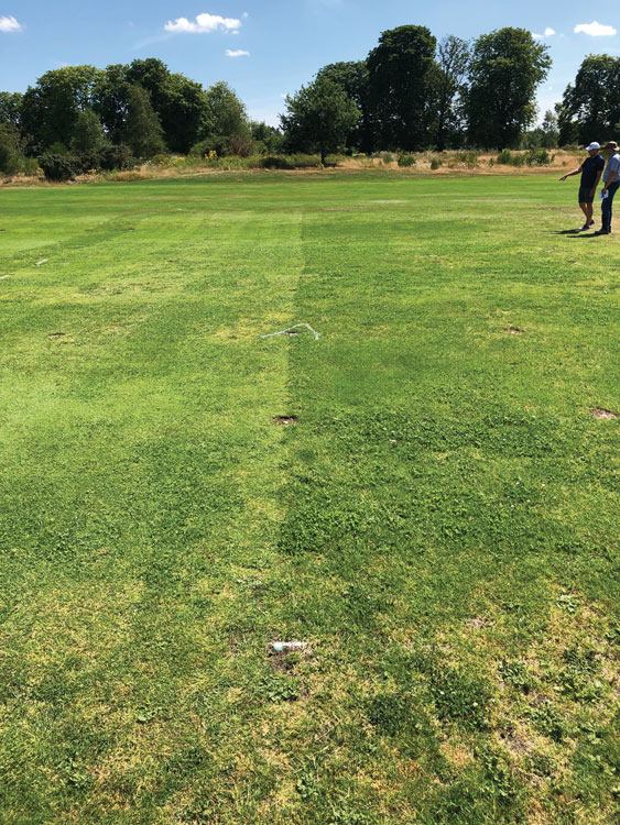 Golf course fairway weeds