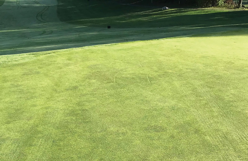 Photo Quiz: Brown patches in bahiagrass, indented lines on green Indented lines turf