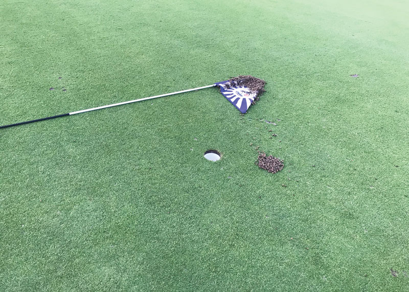 Photo Quiz: Insect infestation, destroyed cart path Insect infestation golf course