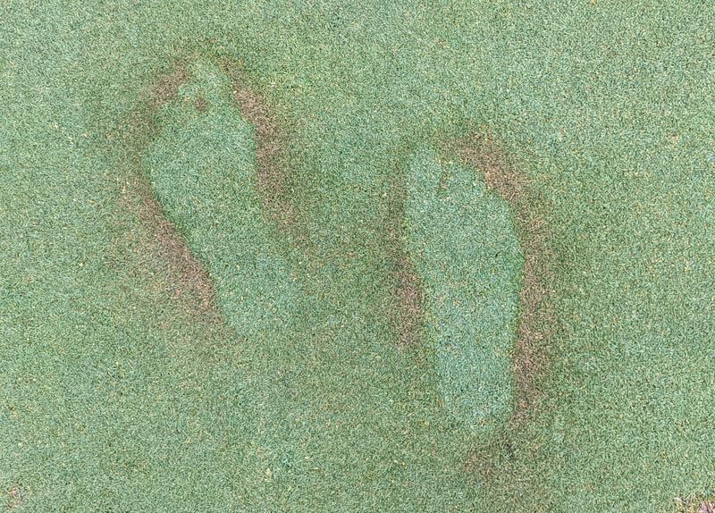 Insect repellent turf