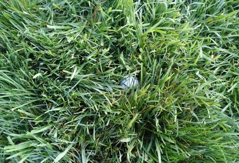 Maintaining kikuyugrass at Torrey Pines Kikuyugrass rough Torrey Pines