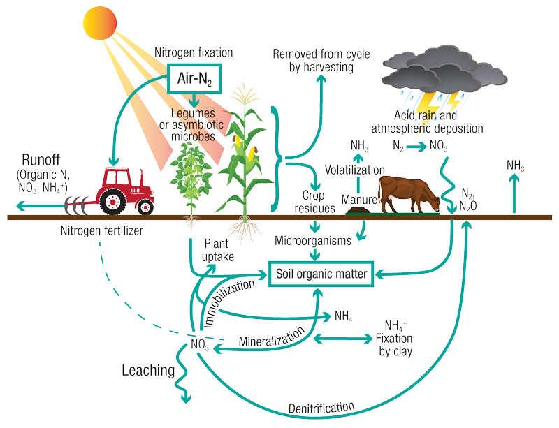 Nitrogen cycle turfgrass