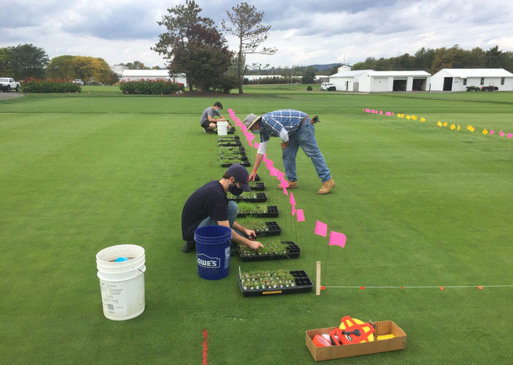 Poa annua remembers mowing