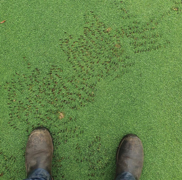 Punctures in turf