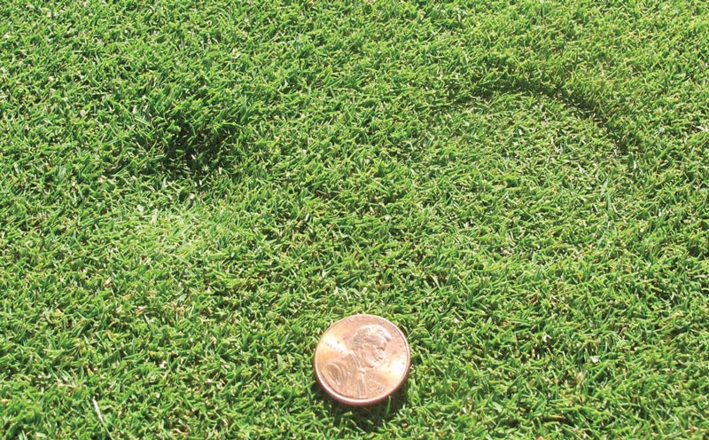 Putting green firmness