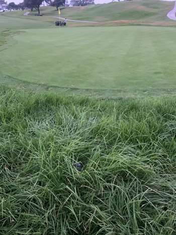 Maintaining kikuyugrass at Torrey Pines Torrey Pines rough