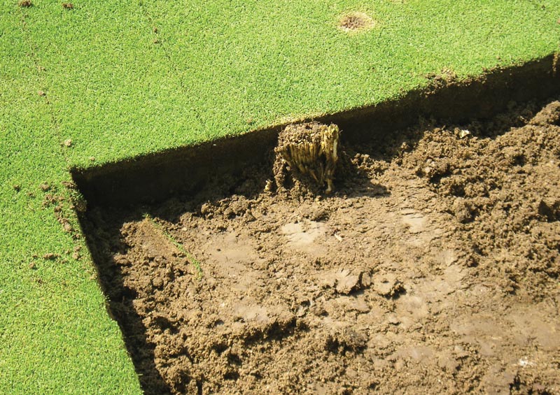 Tree root turfgrass