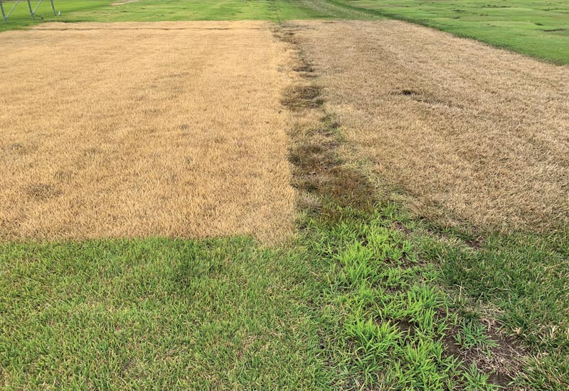 Turf research plot