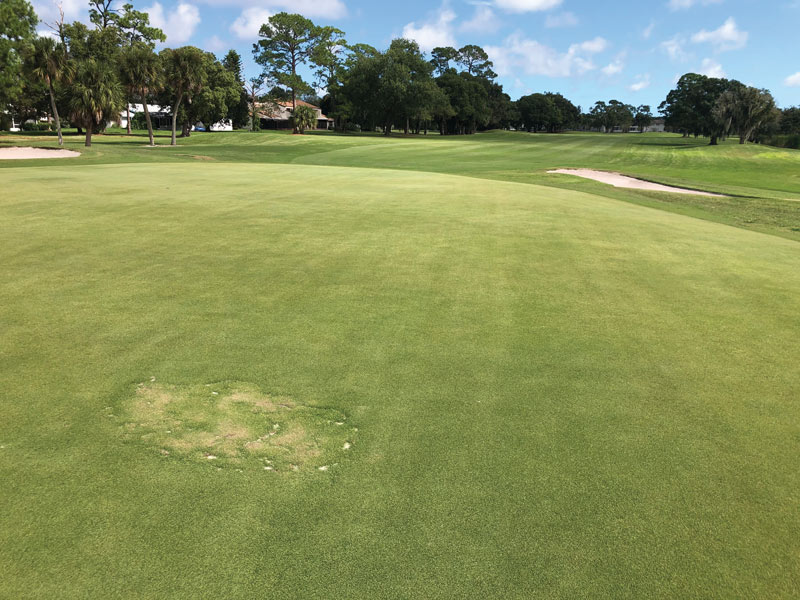 Turf sod repair