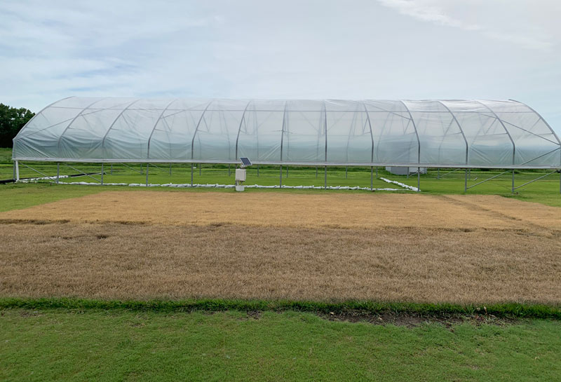 Turfgrass research plot