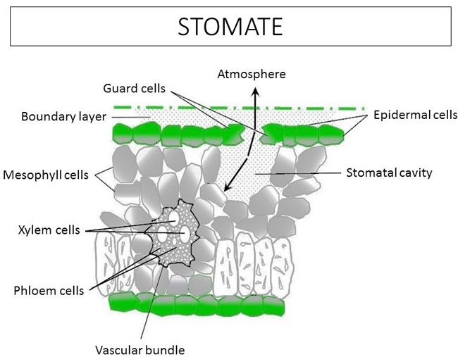 Turfgrass stomate