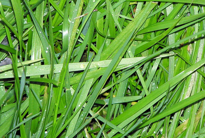 Turfgrass water functions