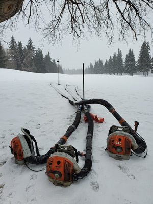 Turfgrass winter cover