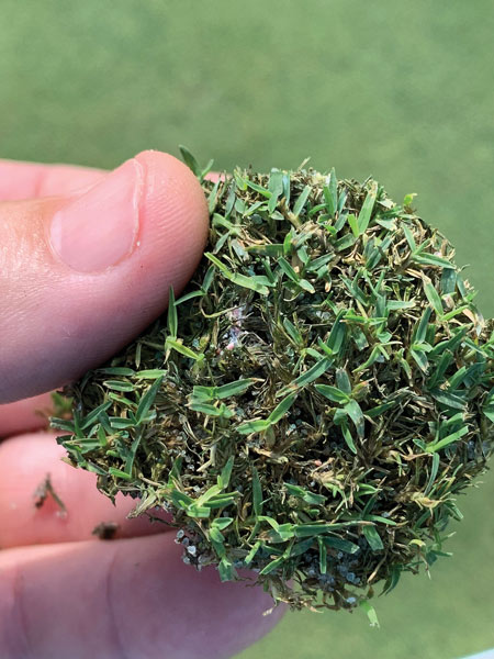 Tuttle mealybugs turf