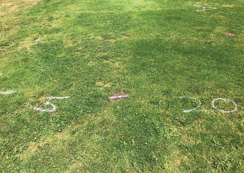 Weed control in turfgrass: Alternatives to conventional herbicides Weed encroachment turfgrass