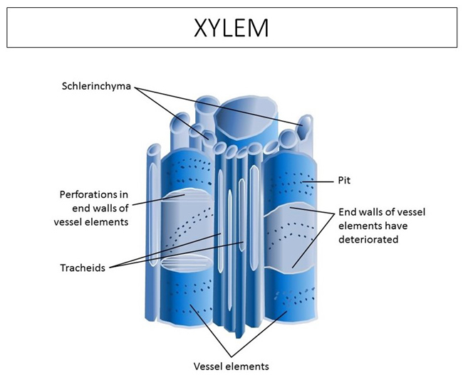 Xylem in turf