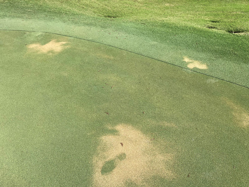Damaged golf course green