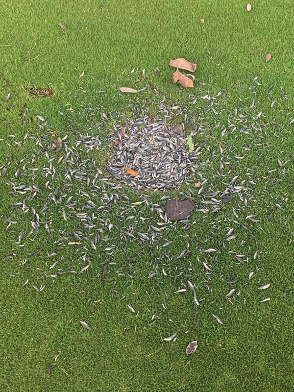 Photo Quiz: Flood remnants, tan patches on green Golf course flood