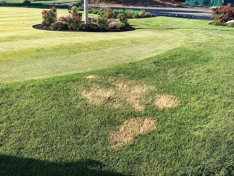 brown spots on turf