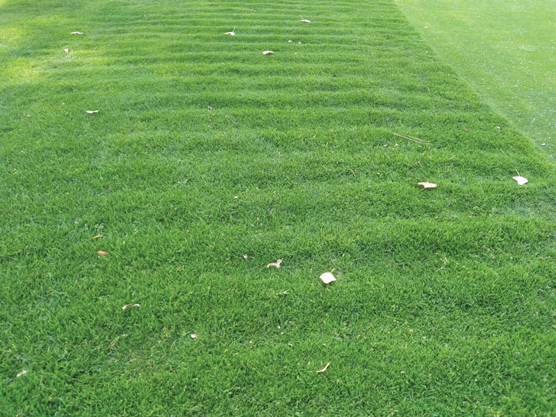 Ridges on turfgrass