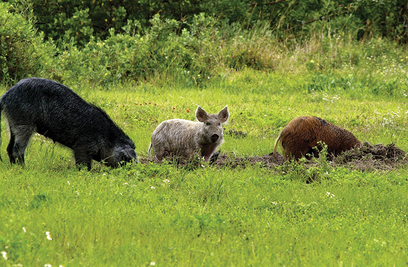 Feral hogs
