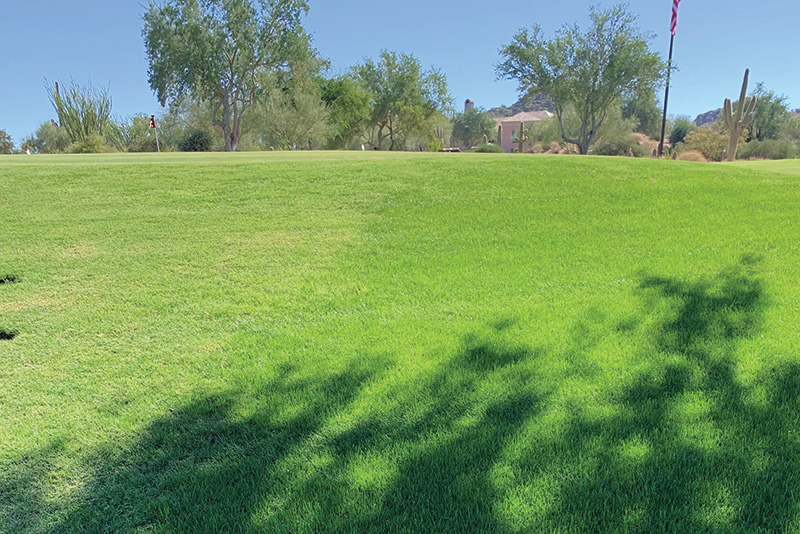 golf course divided green