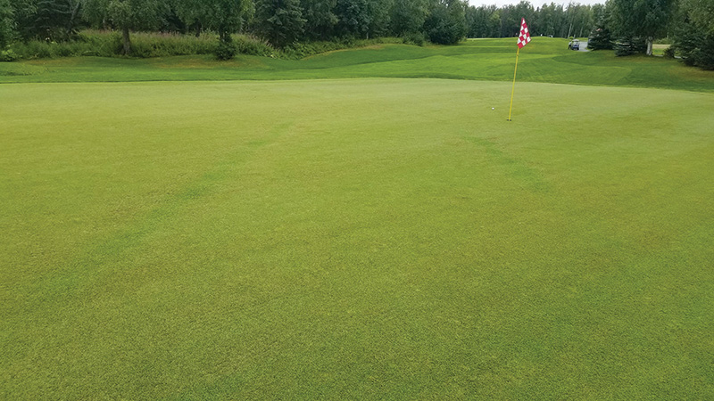 strange brown marks on golf course