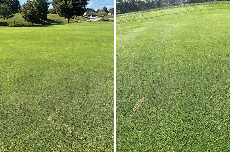 strange brown marks on golf course