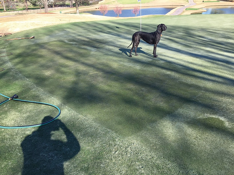 strange brown marks on golf course