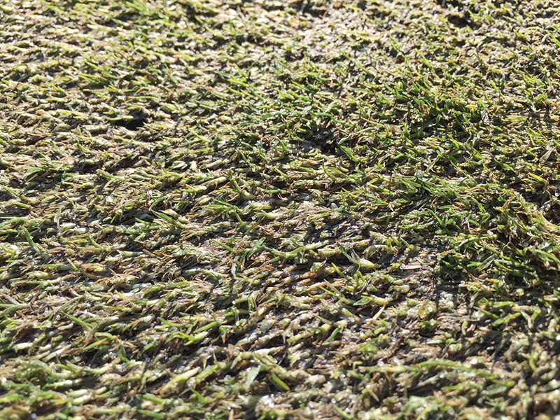 Close-up of green, muddy and dark with grass rhizomes visible above the ground