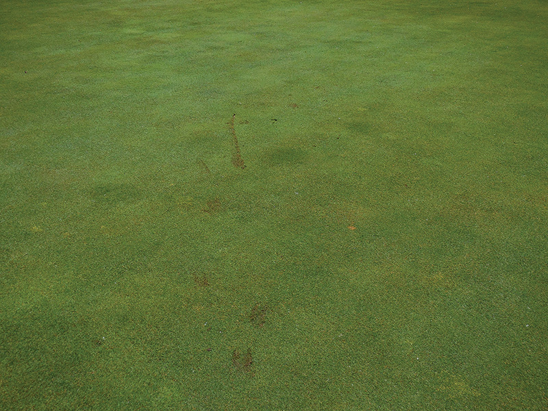 strange brown marks on golf course