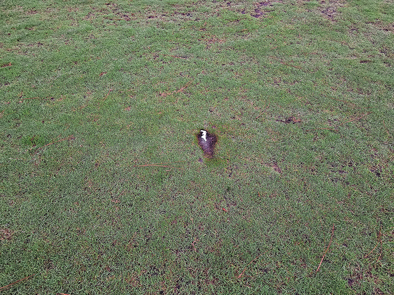 strange brown marks on golf course