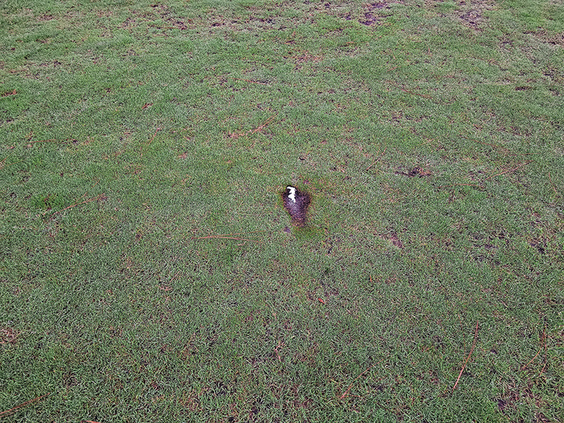 strange brown marks on golf course